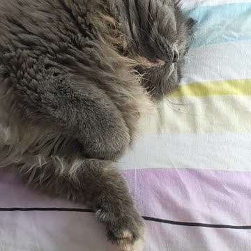 Lazy Cat in the Afternoon: Princess the cat is sleeping