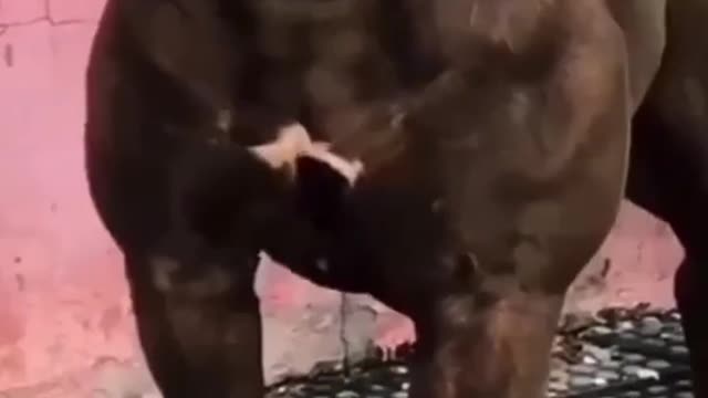 Respect for dog