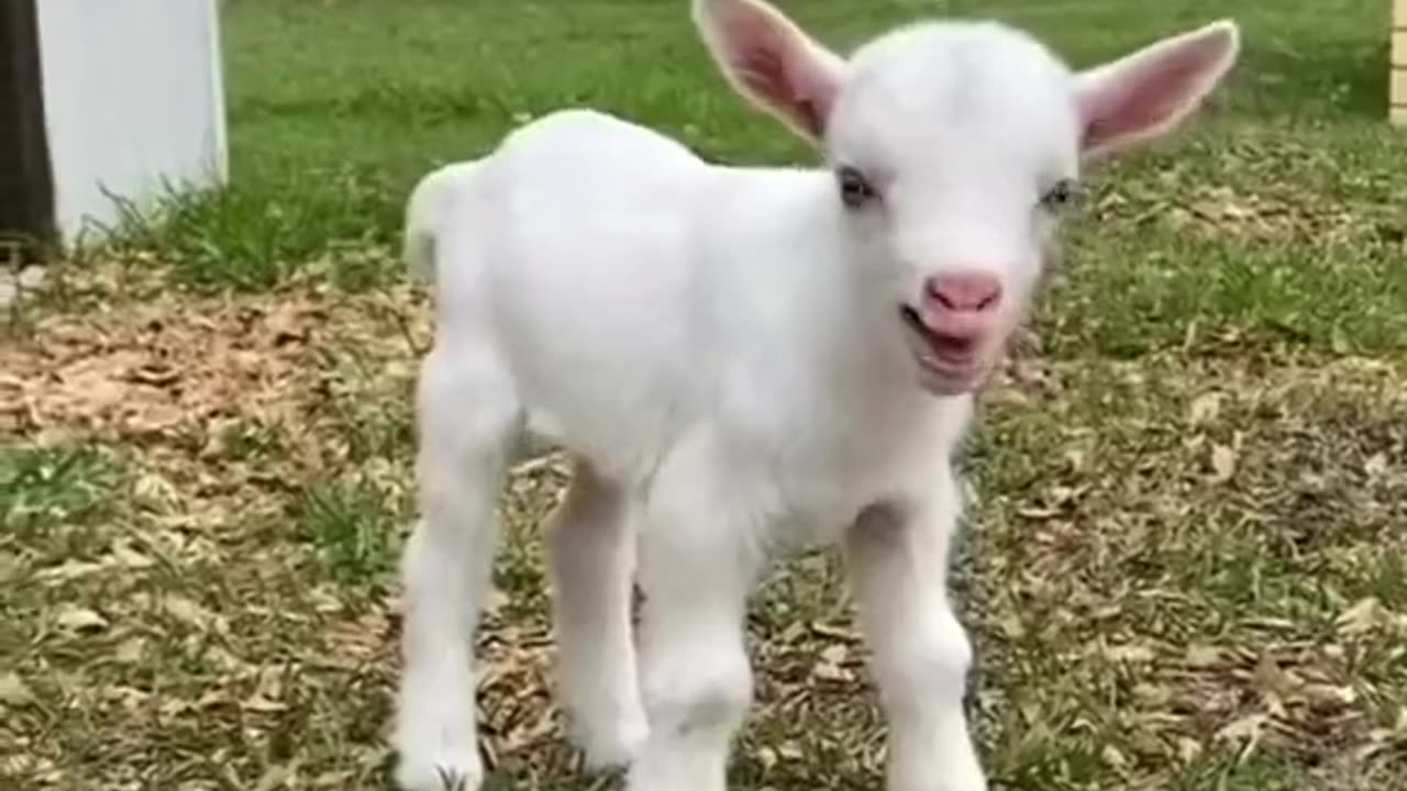 Cutte Goat baby Funny Voice So cutte Goat baby