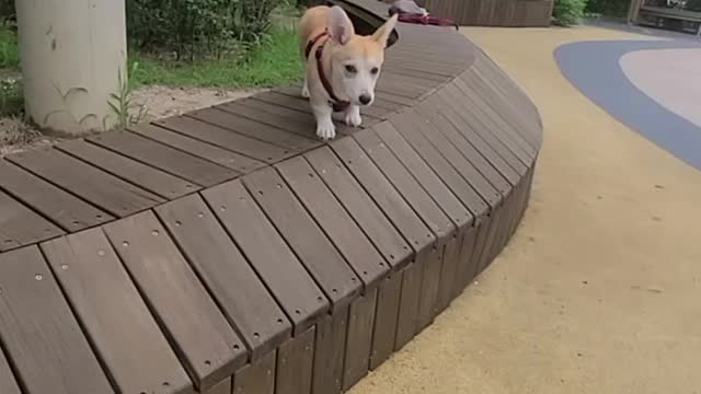 Playing with the dog on the playground