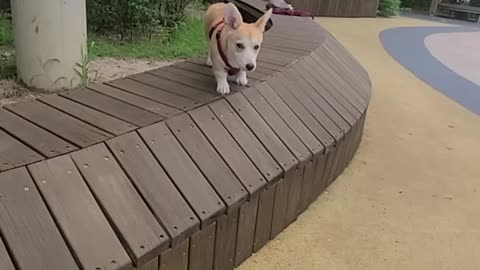 Playing with the dog on the playground