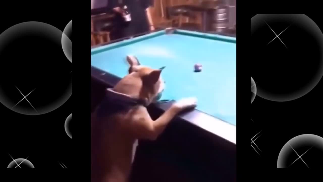 crazy animals acting human go crazy