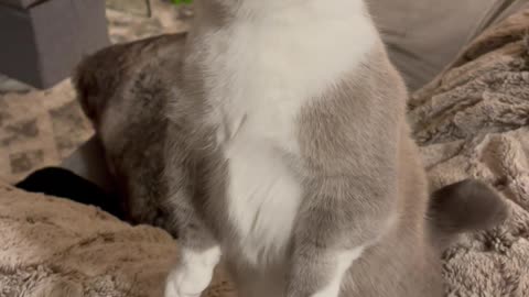 Cat Standing Up Eating a Popsicle