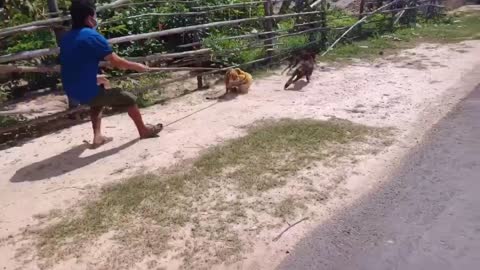 😂Prank on Dog with Tiger🤣🤣 VERY FUNNY VIDEO