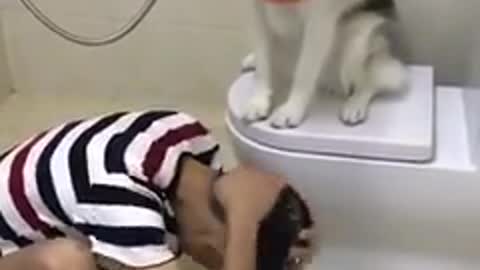 Funny video clips