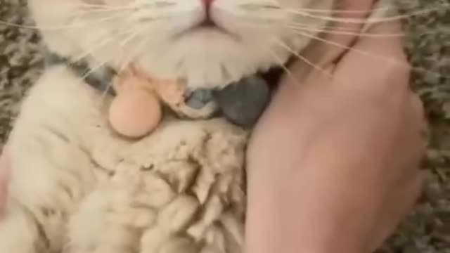 Cat Funny Video👻🤣Part 3 #funny
