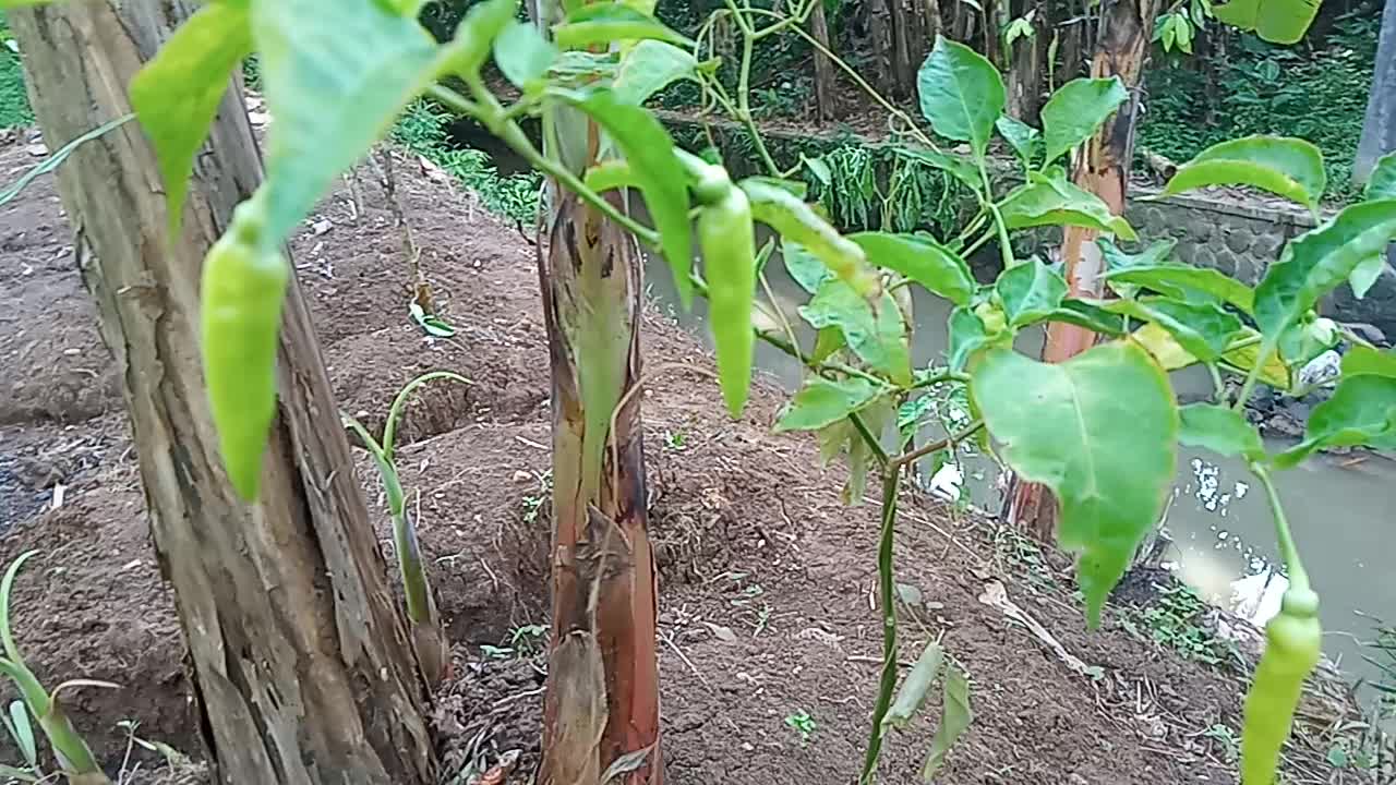 white chili tree