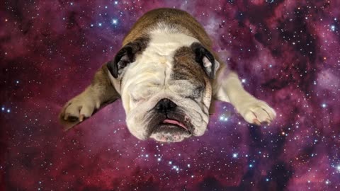 Reuben the Bulldog: The Amazing Bulldog