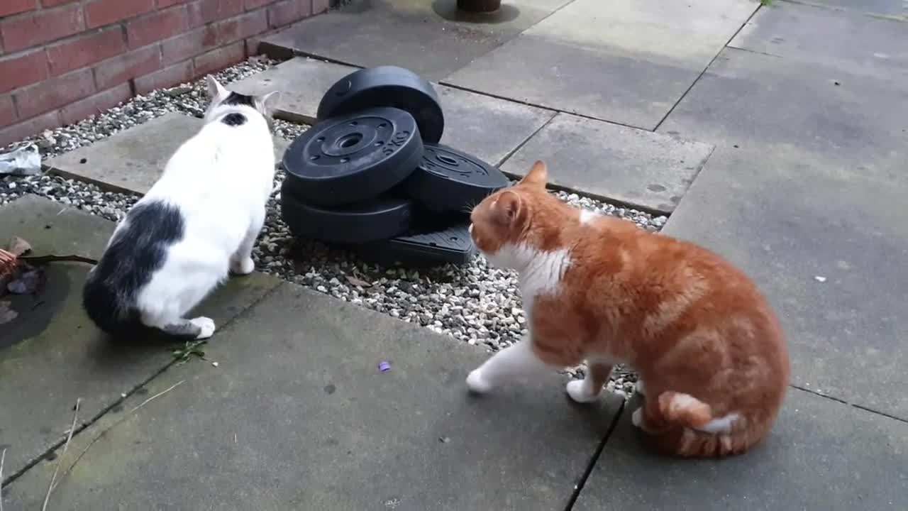 Cats talking to each other