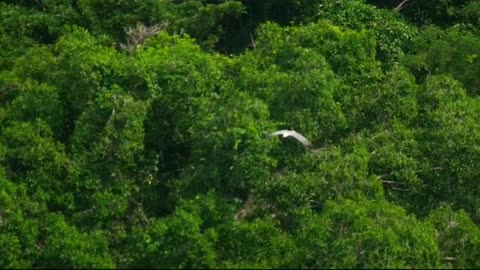 eagle flying in the topical woods