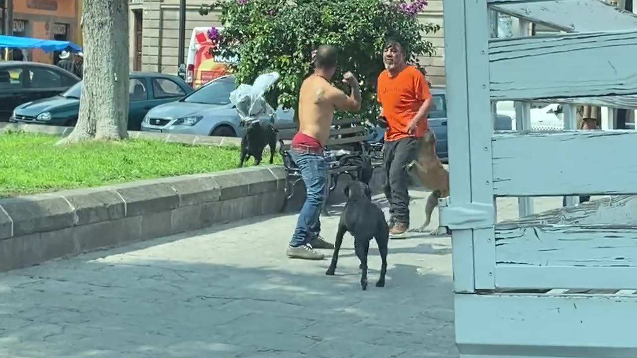 Man Brought Fists To A Dog Fight