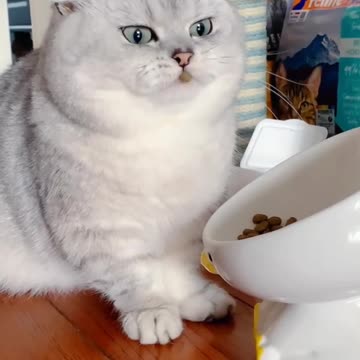 Kittycat video | Cat videos | Fanny cat