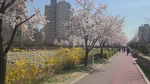 Spring time in Korea