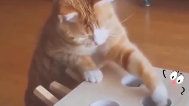 Cat video