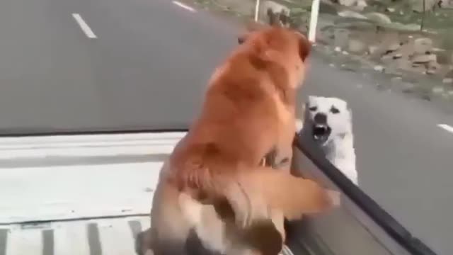 chase me if you can