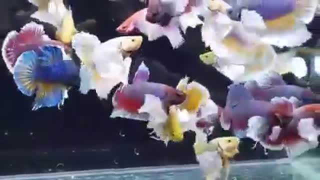 Betta fish