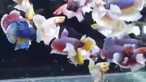 Betta fish