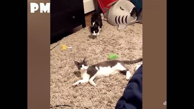 Cats play each other