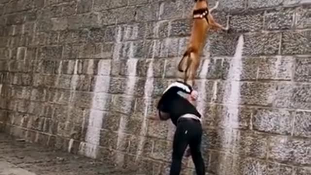 Dogs that can fly.