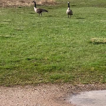 Geese that know Trax