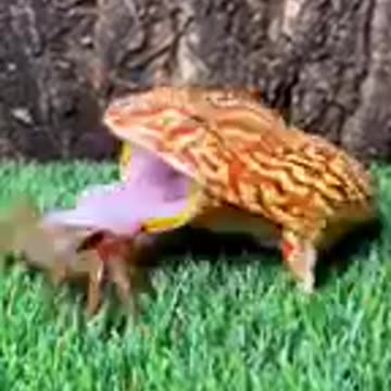 Funniest Cats and Dogs 🐶🐱 | Funny Animal Videos #35