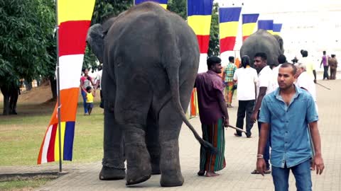 Elephant taking part in Buddhist ceremony Esala Perahera