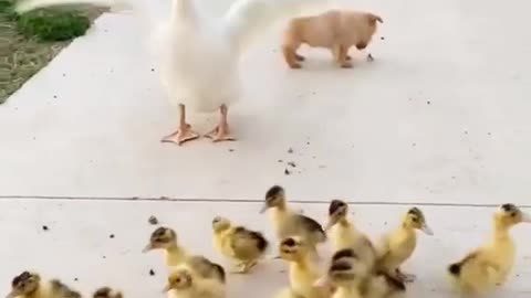 Funny rooster with baby rooster