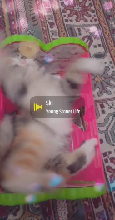 Watch the beauty of cats very beautiful video