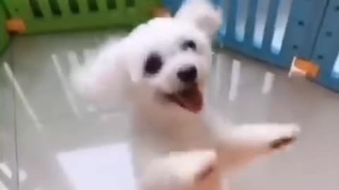 Cute Dog funny -cachorro fofinho
