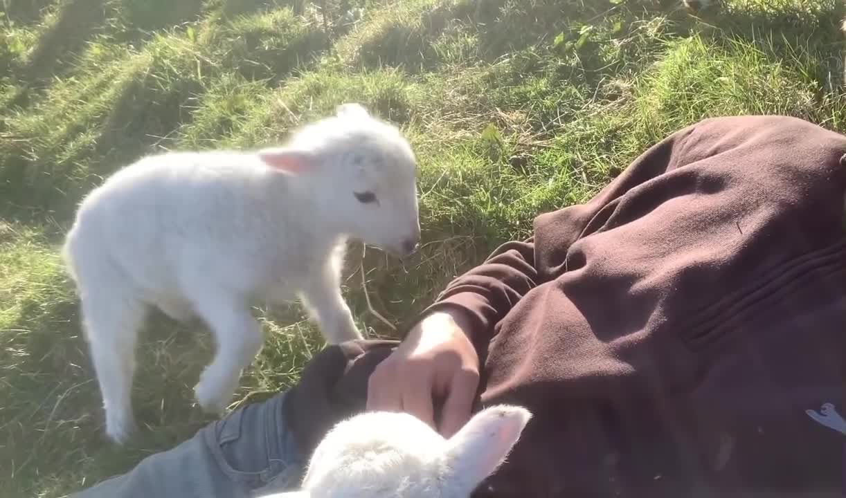 Baby lamb wants to play