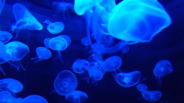 Mesmerizing jellyfish in an aquarium