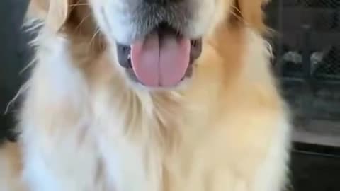 Funny animals video funny dog