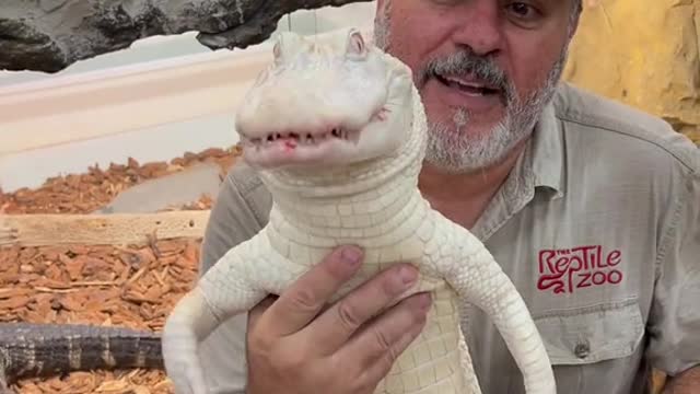 Albino American alligator love their food