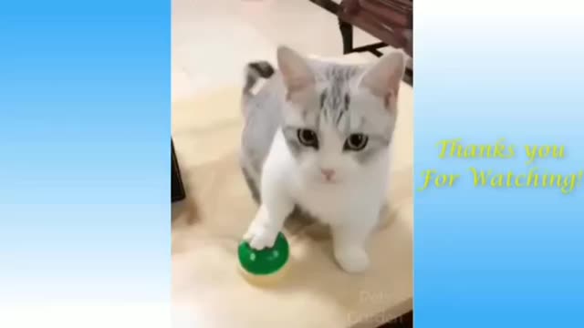 Funny cats on display episode two(official video)