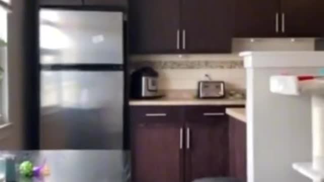 FUNNY ANIMAL #shorts #funny #fun #funnyvideo #tiktok #tiktokvideo