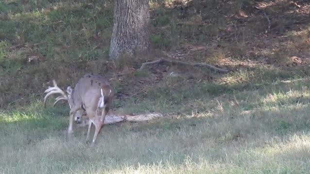 Big Buck Showing Off