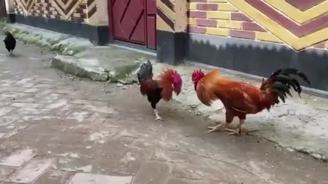 Two Cocks fight for their lives.