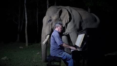 Music favorites.Paul Barton. Beethoven's moonlight sonata. No.14. Played for old Bull elephant.