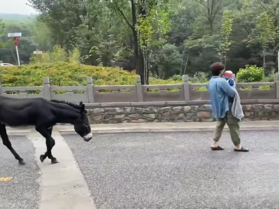 What to do when you're being followed by a horse