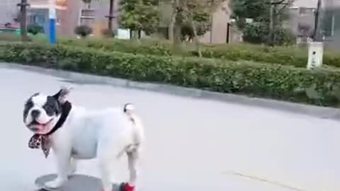 Cute dog - who races