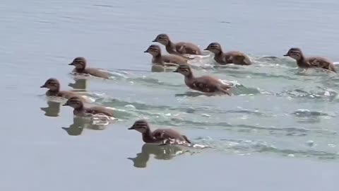 Ducking race🦆funny video/funny animals😂/fun animal/viral