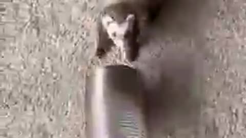 Ferret Gets Excited Over New Tunnel