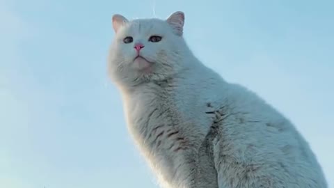 A little cat in the world is planning the future o