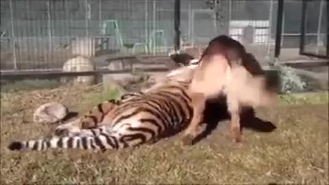 GERMAN SHEPHERD VS TIGER