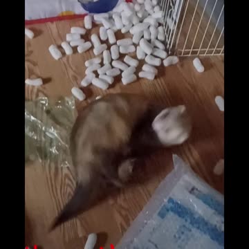 National Ferret Day pt 1!