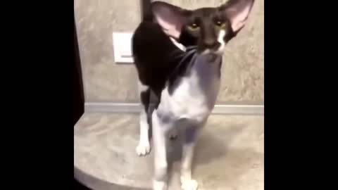 cat with big ears