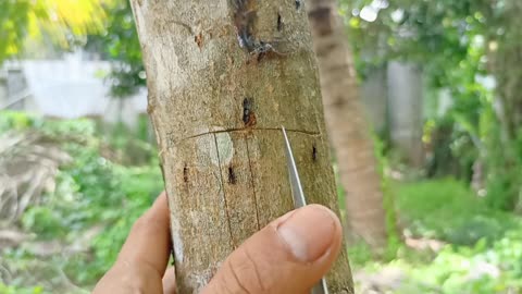 Best Natural Banana Hormone For Mango Tree Grafting | Multi Grafting On One Mango Tree