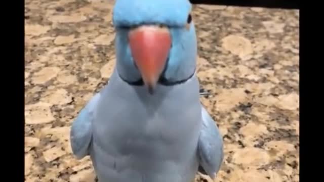 Animals Funny And Love Video #Parrot