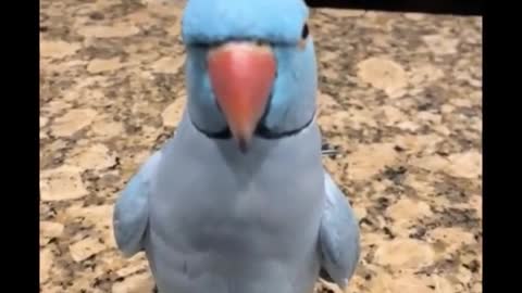 Animals Funny And Love Video #Parrot