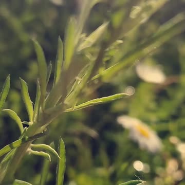 WALKING through nature